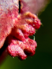 Eriophyes emarginatae