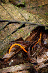 Cordyceps nidus