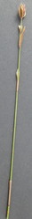 Hypodiscus synchroolepis