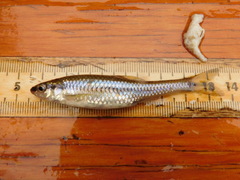 Notropis heterolepis