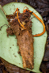 Cordyceps nidus