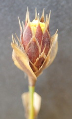 Hypodiscus synchroolepis