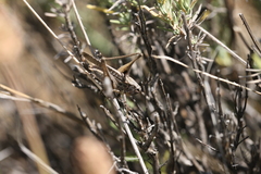 Platycleis albopunctata