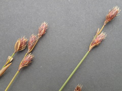 Hypodiscus synchroolepis