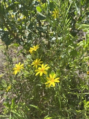 Osteospermum moniliferum