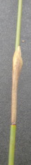 Hypodiscus synchroolepis