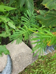 Desmanthus illinoensis