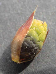 Hypodiscus synchroolepis