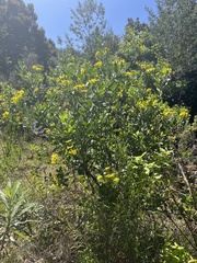 Osteospermum moniliferum
