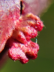 Eriophyes emarginatae