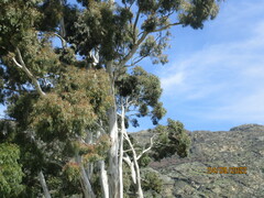Eucalypteae