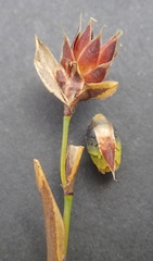 Hypodiscus synchroolepis