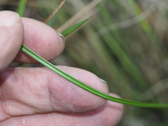 Dianella rara