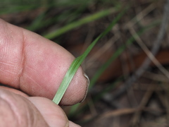 Dianella rara
