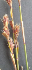 Hypodiscus synchroolepis