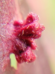 Eriophyes emarginatae