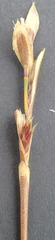 Hypodiscus synchroolepis