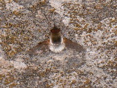 Bombyliini
