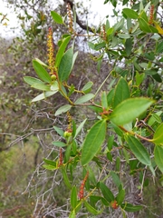 Colliguaja odorifera