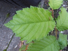 Ulmus minor