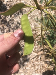 Erythrostemon gilliesii