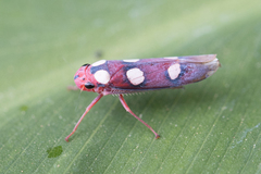 Tettisama quinquemaculata