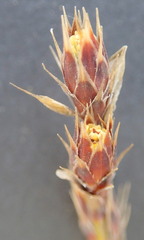 Hypodiscus synchroolepis