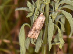 Crambodes talidiformis