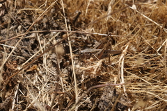 Platycleis albopunctata