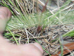 Dianella rara