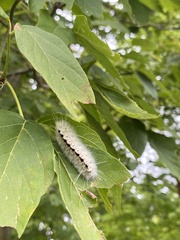 Lophocampa caryae
