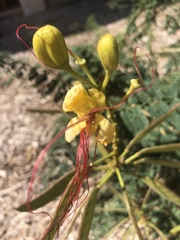 Erythrostemon gilliesii