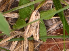 Crambodes talidiformis