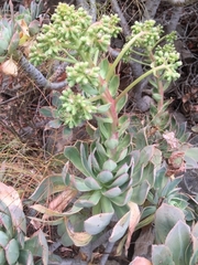 Aeonium percarneum image