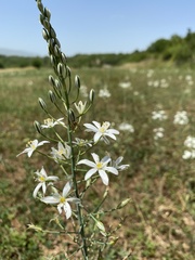 Ornithogalum pyramidale