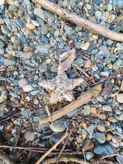 Oreaster reticulatus