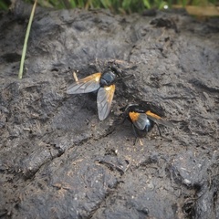 Mesembrina meridiana