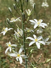Ornithogalum pyramidale