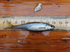 Notropis heterolepis
