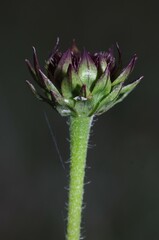 Helianthus radula