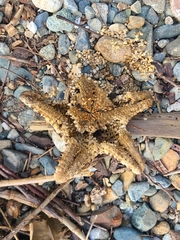 Oreaster reticulatus