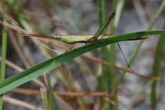 Achurum carinatum