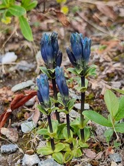 Gentiana glauca