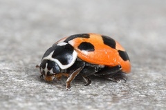 Hippodamia parenthesis