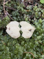 Neottia cordata
