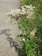 Eupatorium perfoliatum