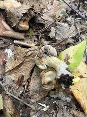 Asterophora lycoperdoides