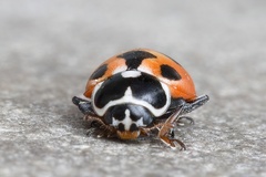 Hippodamia parenthesis