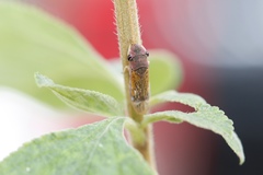 Oncometopia facialis