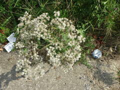 Eupatorium perfoliatum